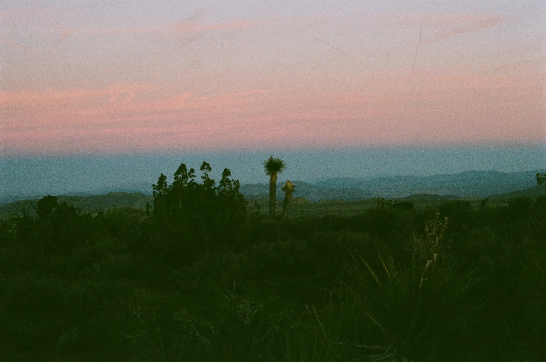 Jtree Bush