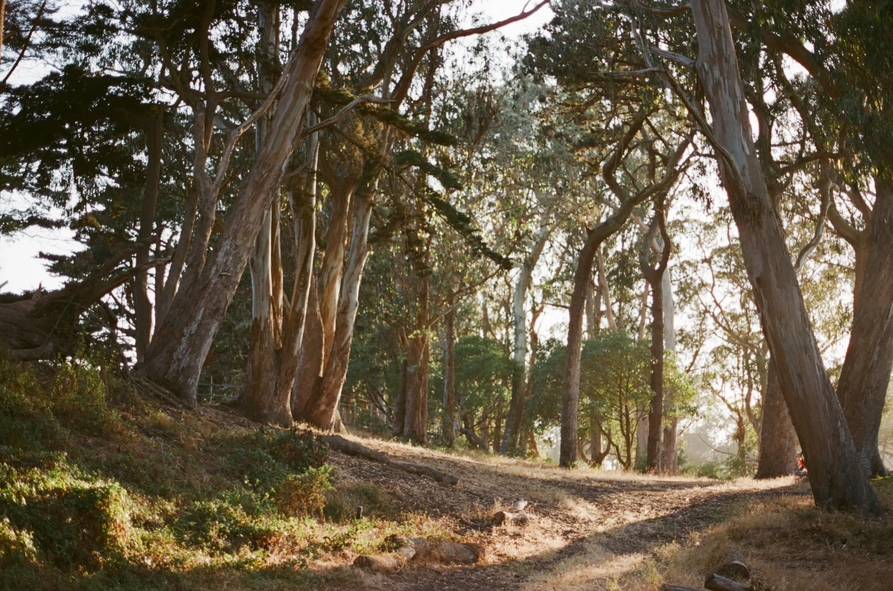 Sf Park Trees