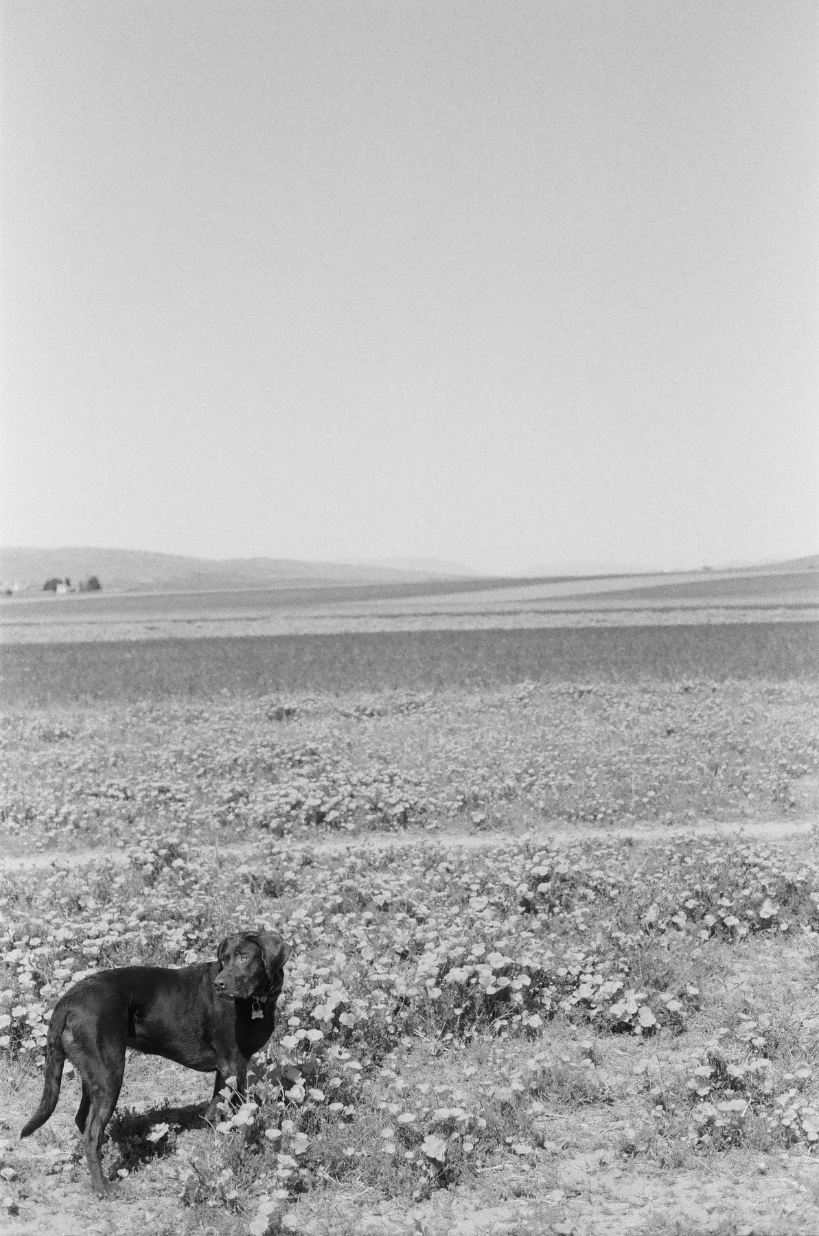 Frankie Field